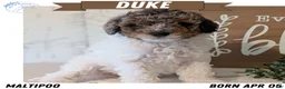 Maltipoo dogs for sale: Duke - Ad 1