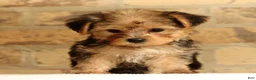 Yorkshire Terrier dogs for sale: Ginger - Ad 4