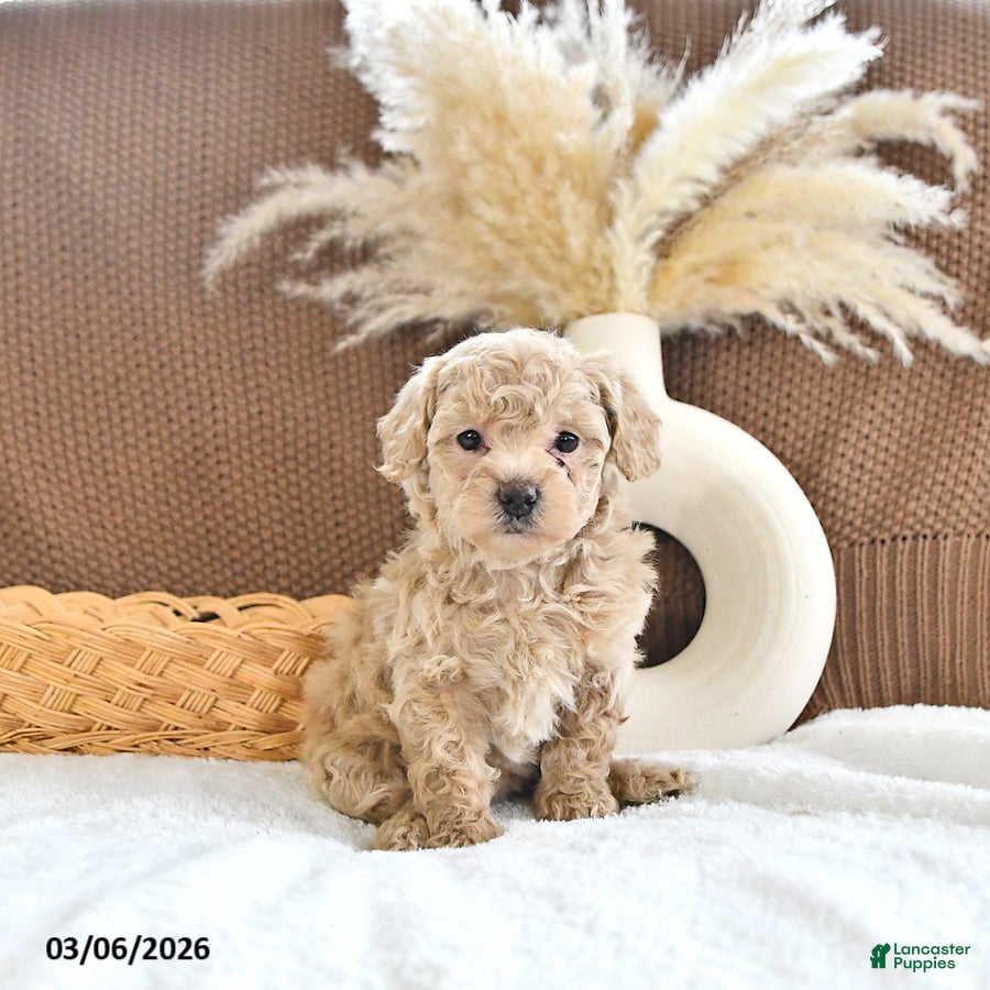 Toy Poodle dogs Lucy - Ad 1