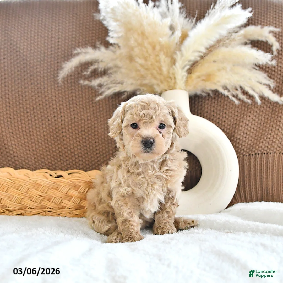 Toy Poodle dogs for sale: Lucy - Ad 1