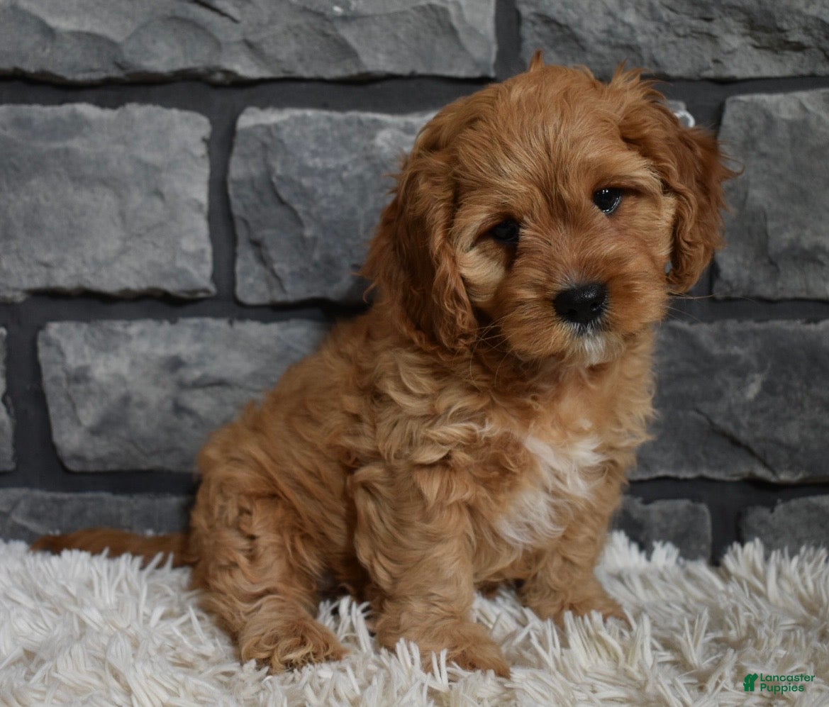 Cavapoo dogs Petey - Ad 22