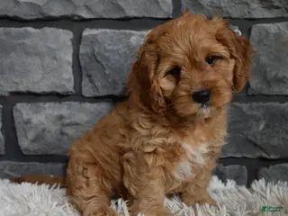 Cavapoo dogs Petey - Ad 22