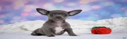 Chihuahua dogs for sale: Rex - Ad 3
