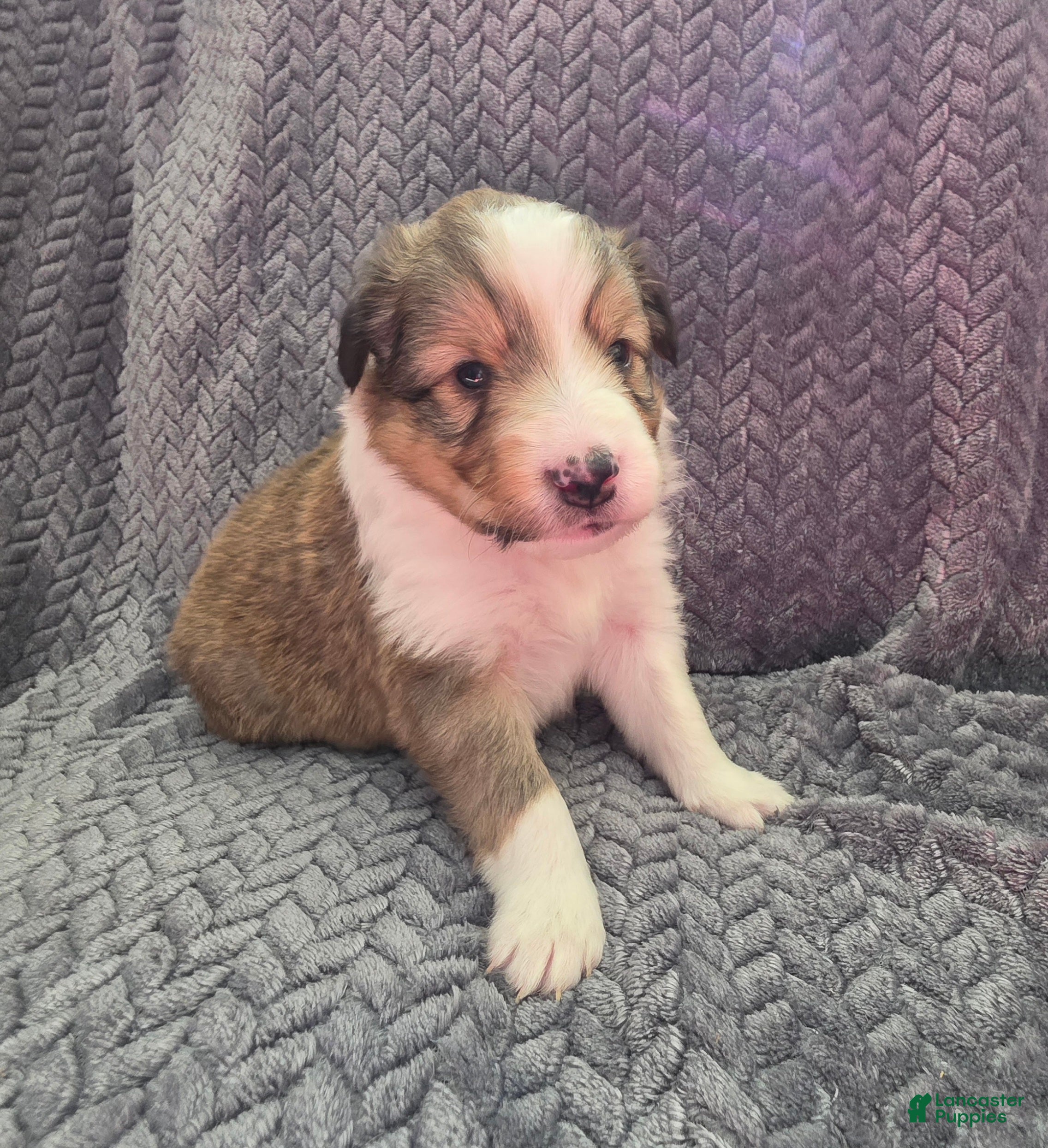 Shetland Sheepdog dogs Lucius - Ad 26