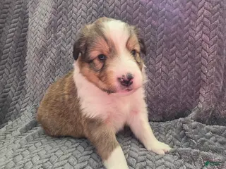 Shetland Sheepdog dogs Lucius - Ad 26