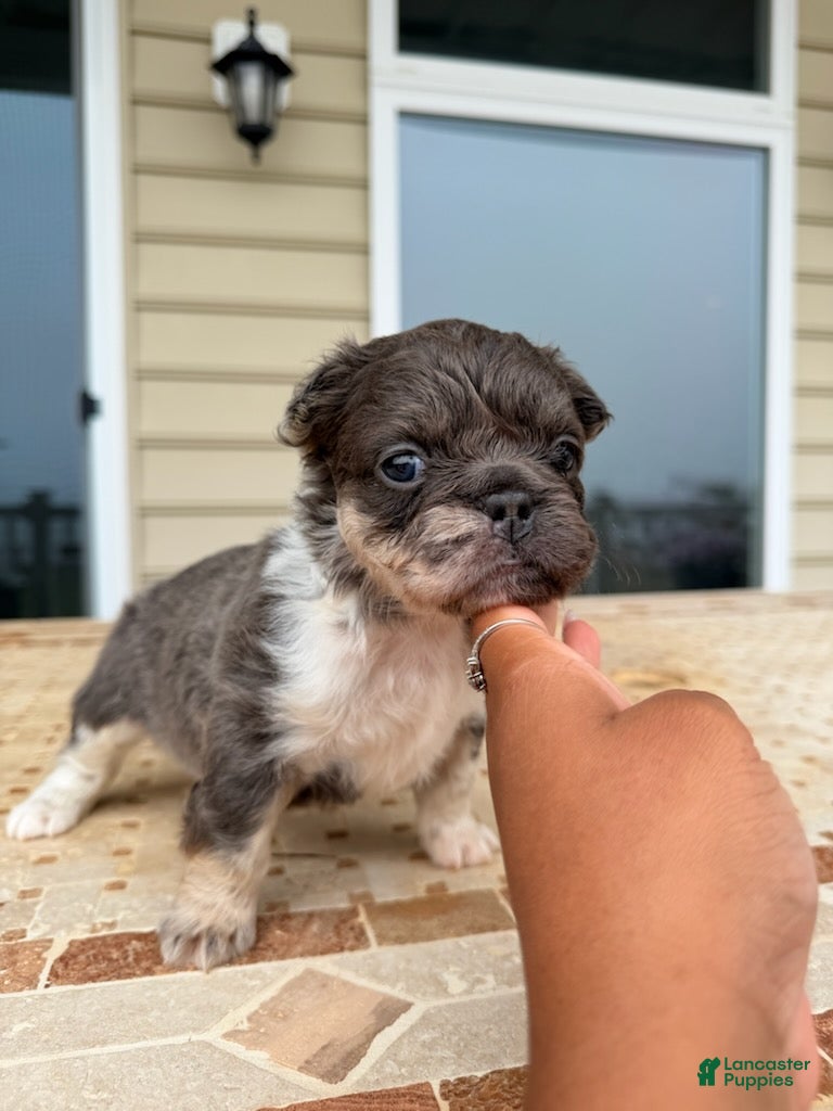 French Bulldog dogs for sale: Chloe - Ad 2