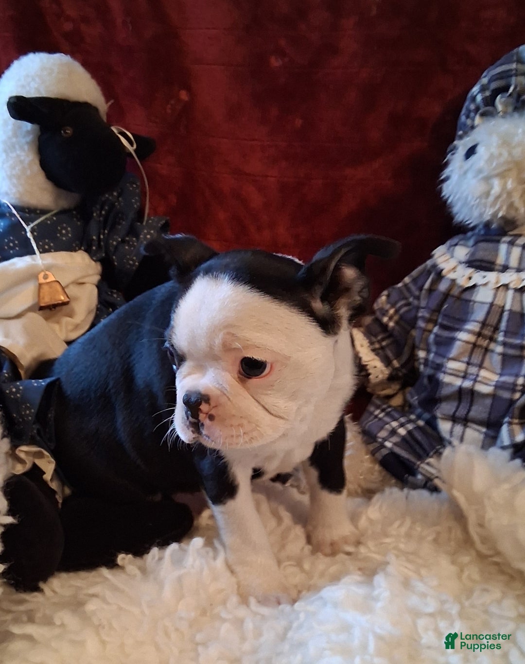 Boston Terrier dogs for sale: Eleanor - Ad 2