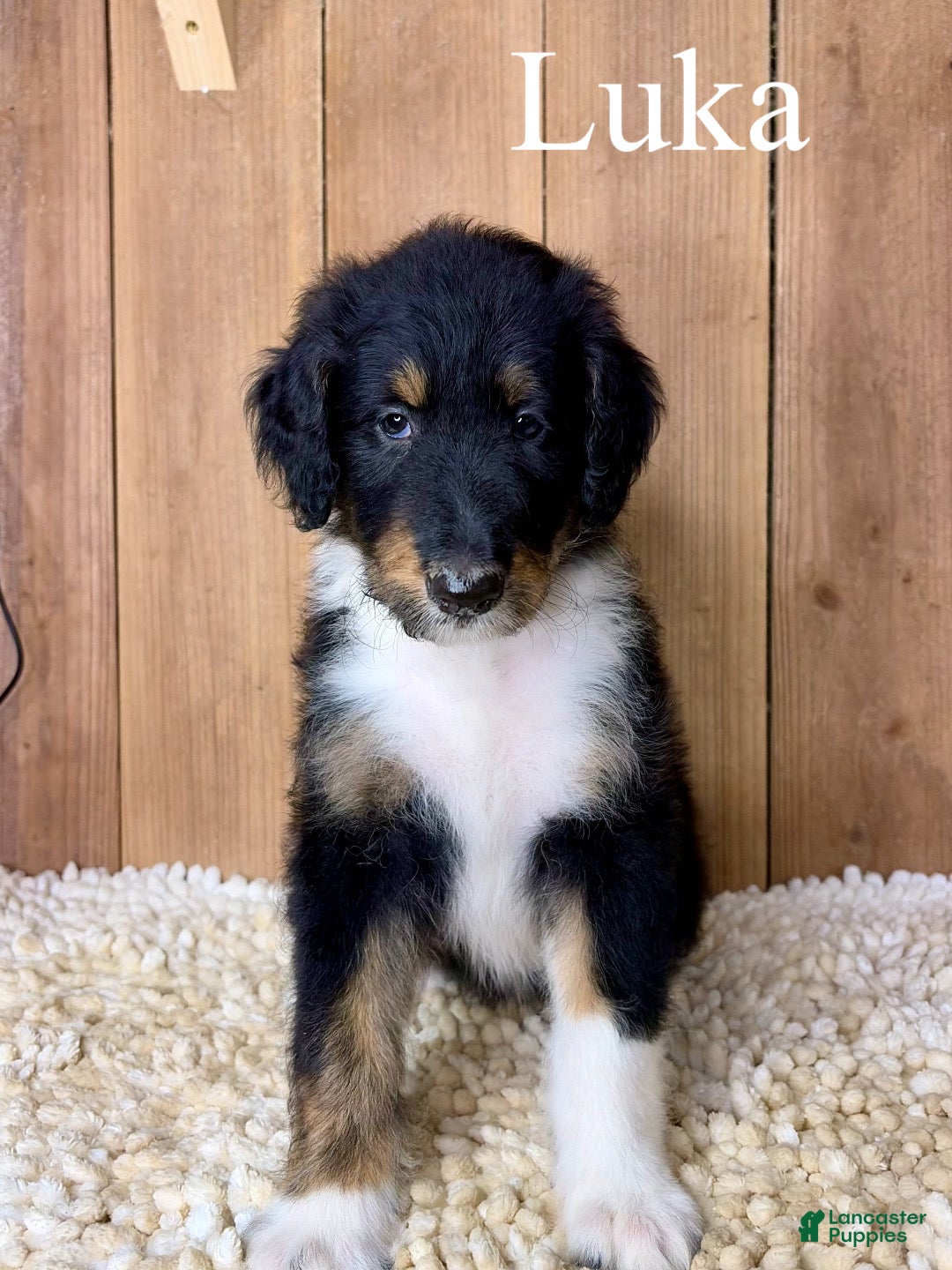 Mixed Breed dogs Luka  - Ad 1