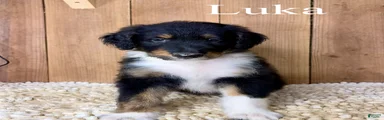 Luka 