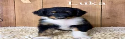 Mixed Breed dogs for sale: Luka  - Ad 1