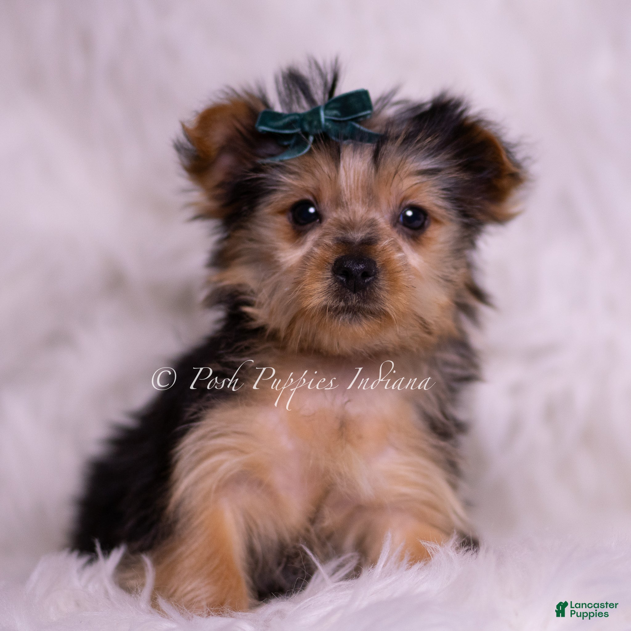 Yorkshire Terrier dogs Jessie  - Ad 28