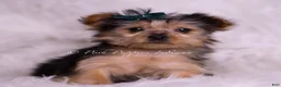Yorkshire Terrier dogs for sale: Jessie  - Ad 1
