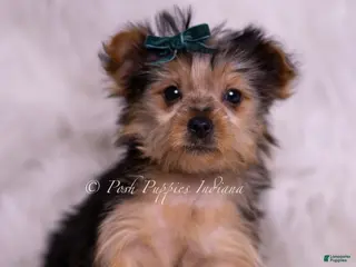 Yorkshire Terrier dogs Jessie - Ad 28