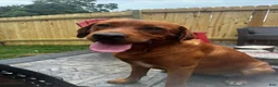 Labrador Retriever dogs for sale: Charlie - Ad 3