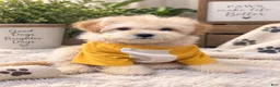 Maltipoo dogs for sale: Micky  - Ad 1