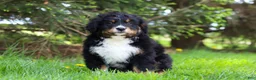 Bernese Mountain Dog dogs for sale: Finn - Ad 4
