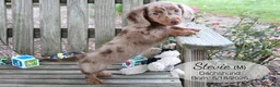 Dachshund dogs for sale: Stevie - Ad 3