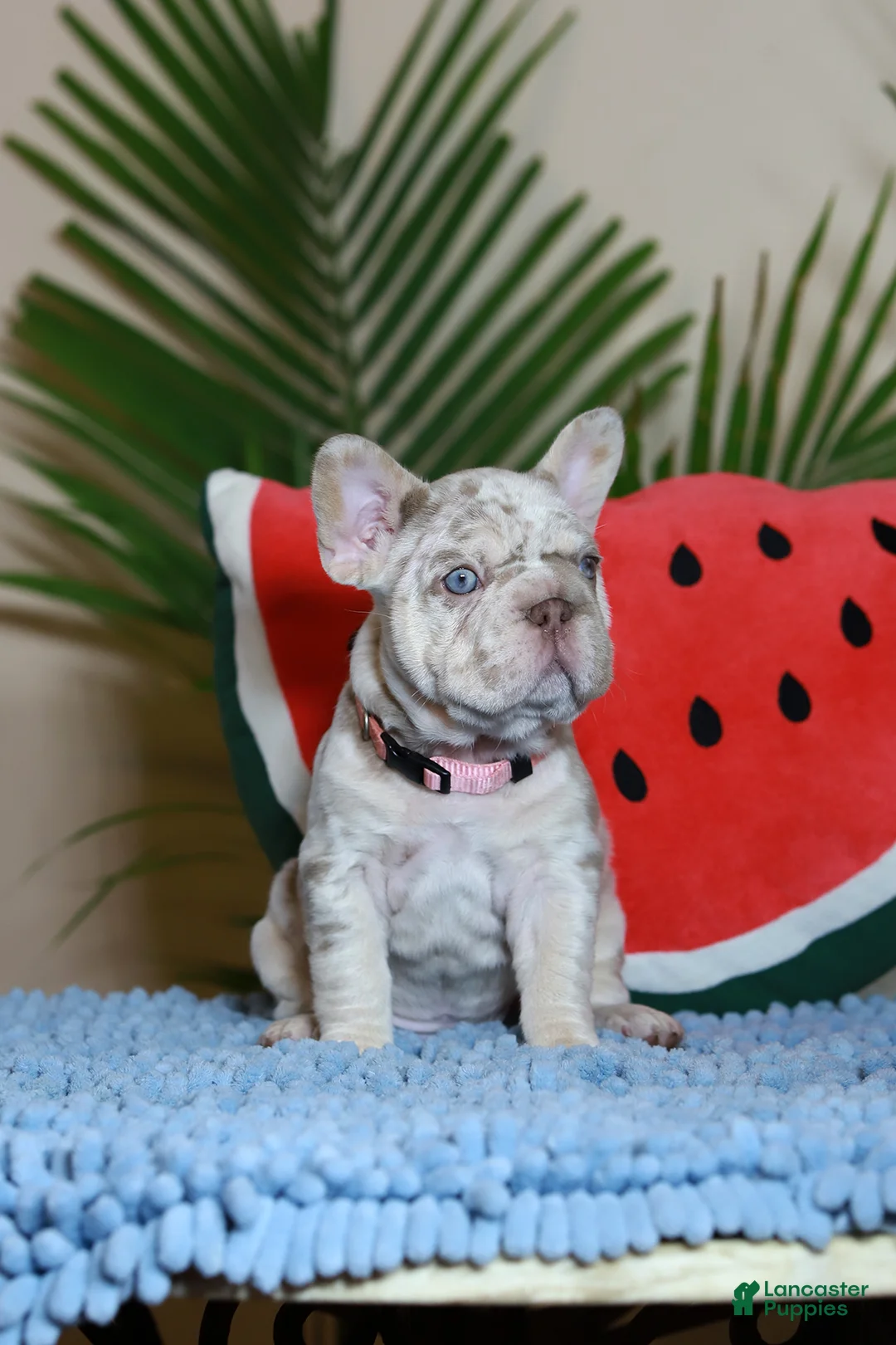 French Bulldog dogs for sale: French Bulldog Puppy 1 - Ad 2