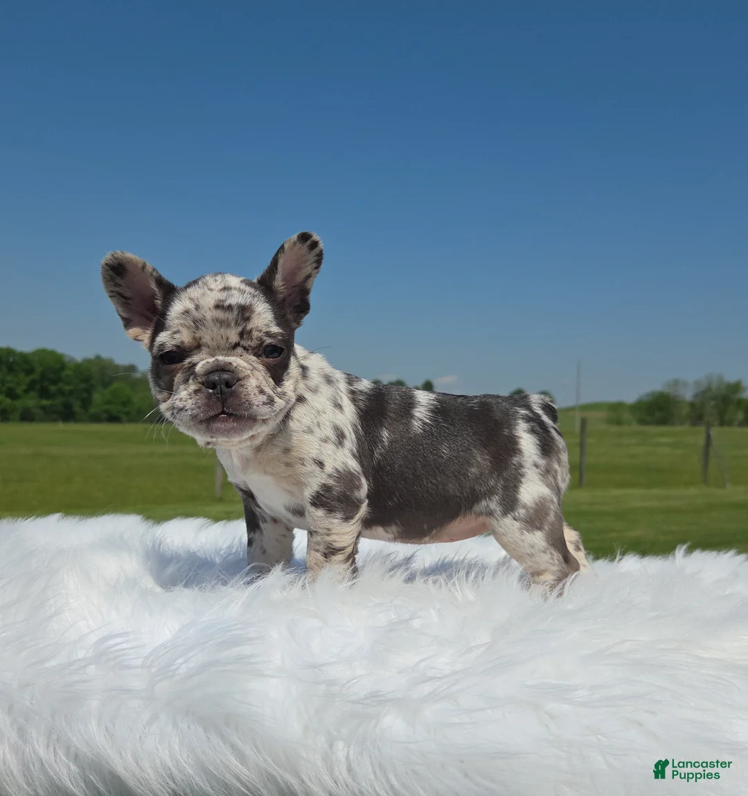 Mixed Breed dogs for sale: Letta - Ad 1