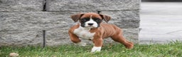 Boxer dogs for sale: Clara - Ad 3