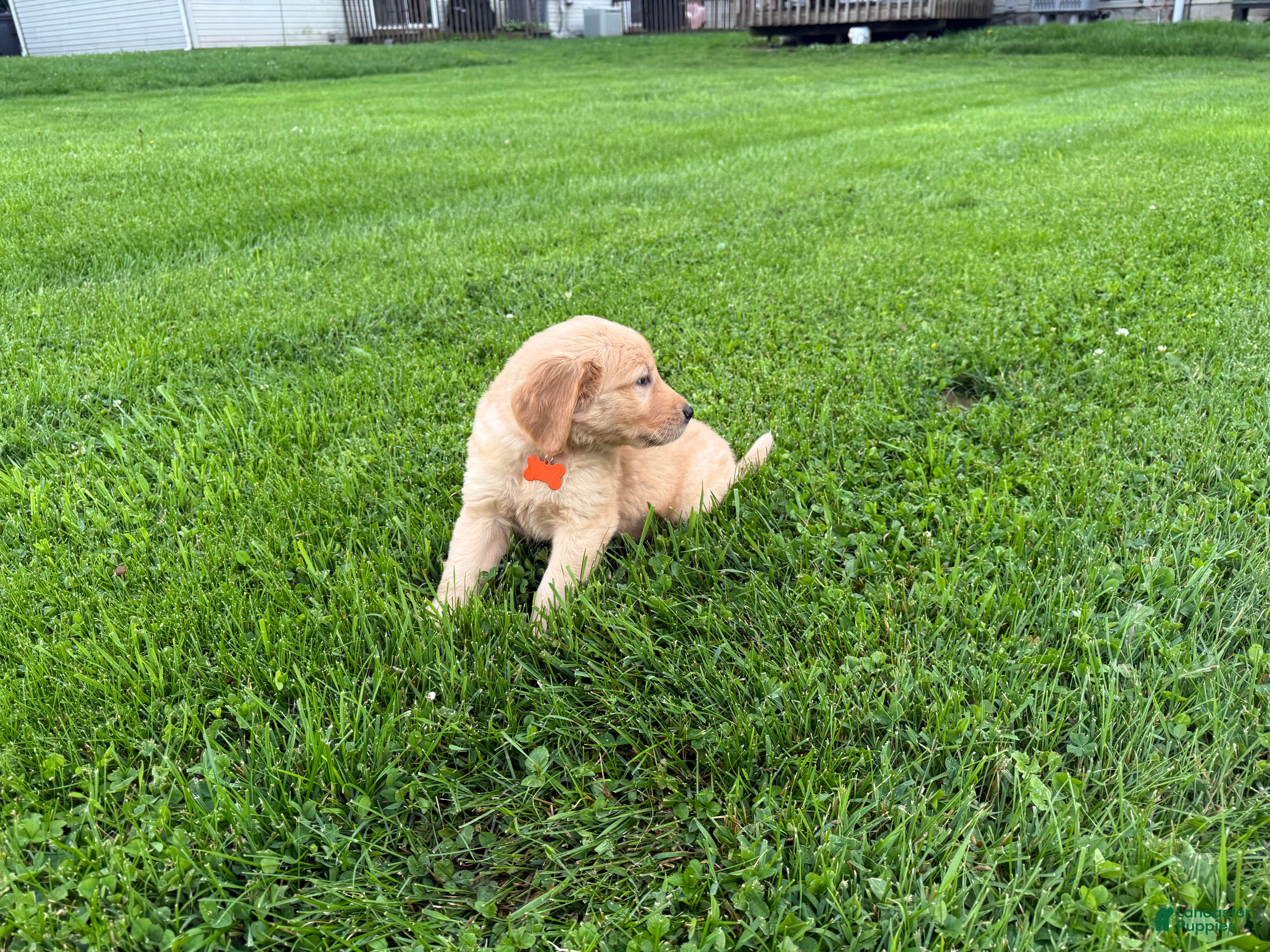 Golden Retriever dogs Ridge - Ad 2