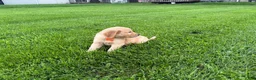 Golden Retriever dogs for sale: Ridge - Ad 2