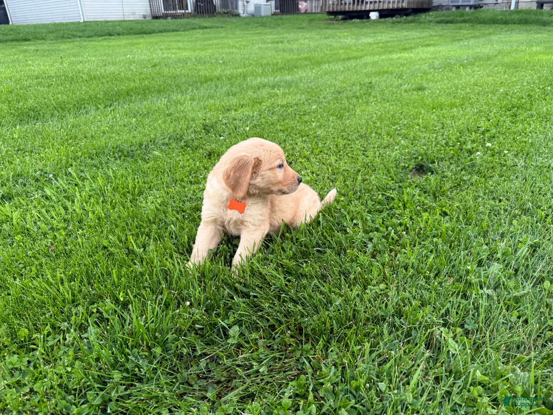 Golden Retriever dogs for sale: Ridge - Ad 2