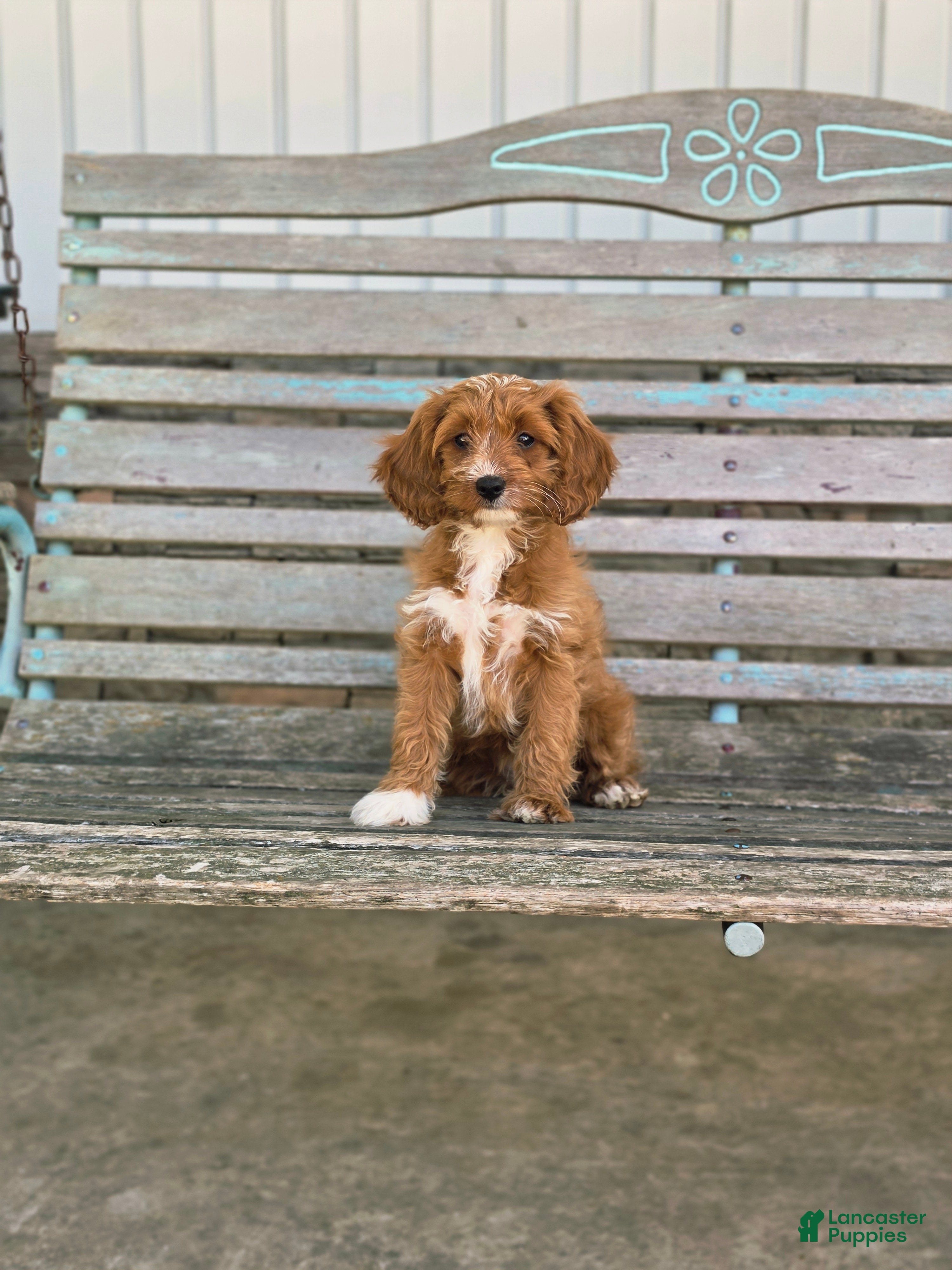 Cavapoo dogs Brie - Ad 2