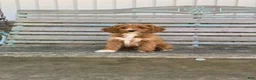 Cavapoo dogs for sale: Brie - Ad 2