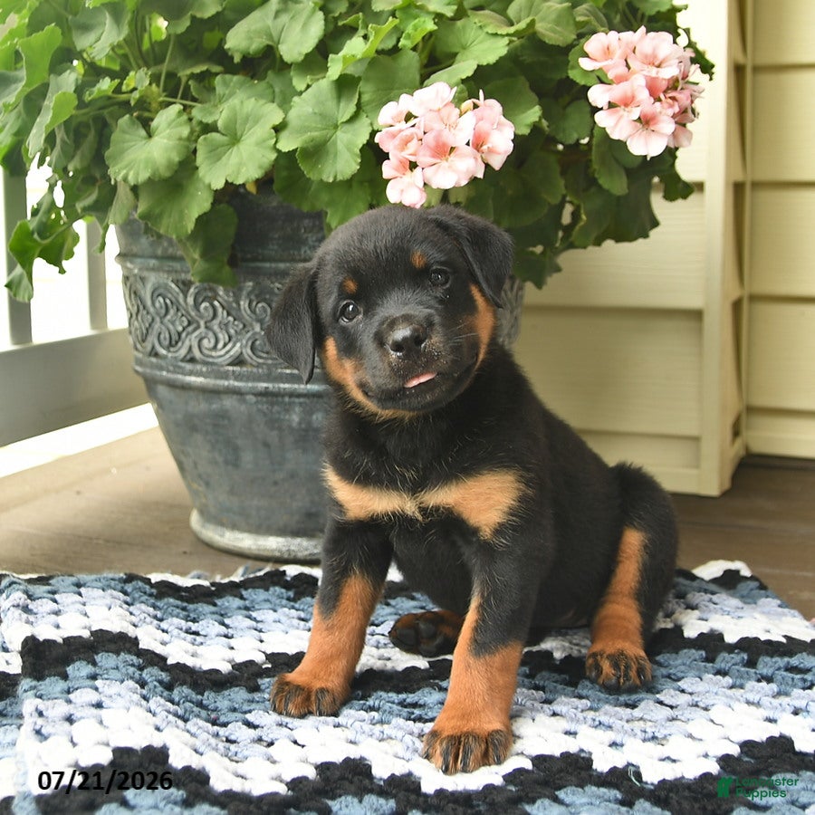 Rottweiler dogs Meadow  - Ad 1