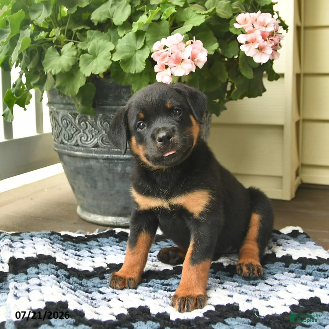 Rottweiler dogs for sale: Meadow  - Ad 1
