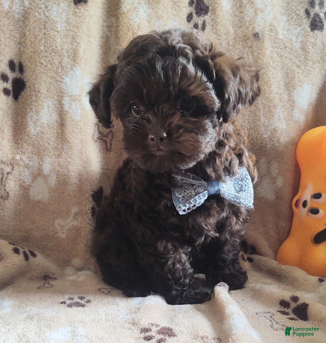 Maltipoo dogs for sale: Chocolate Pickle - Ad 3
