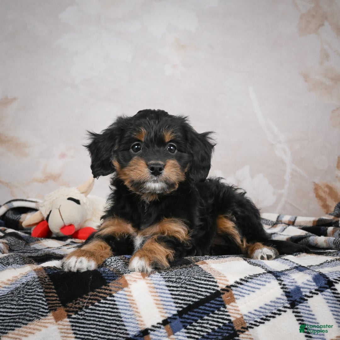 Bernedoodle dogs for sale: Gracie - Ad 6