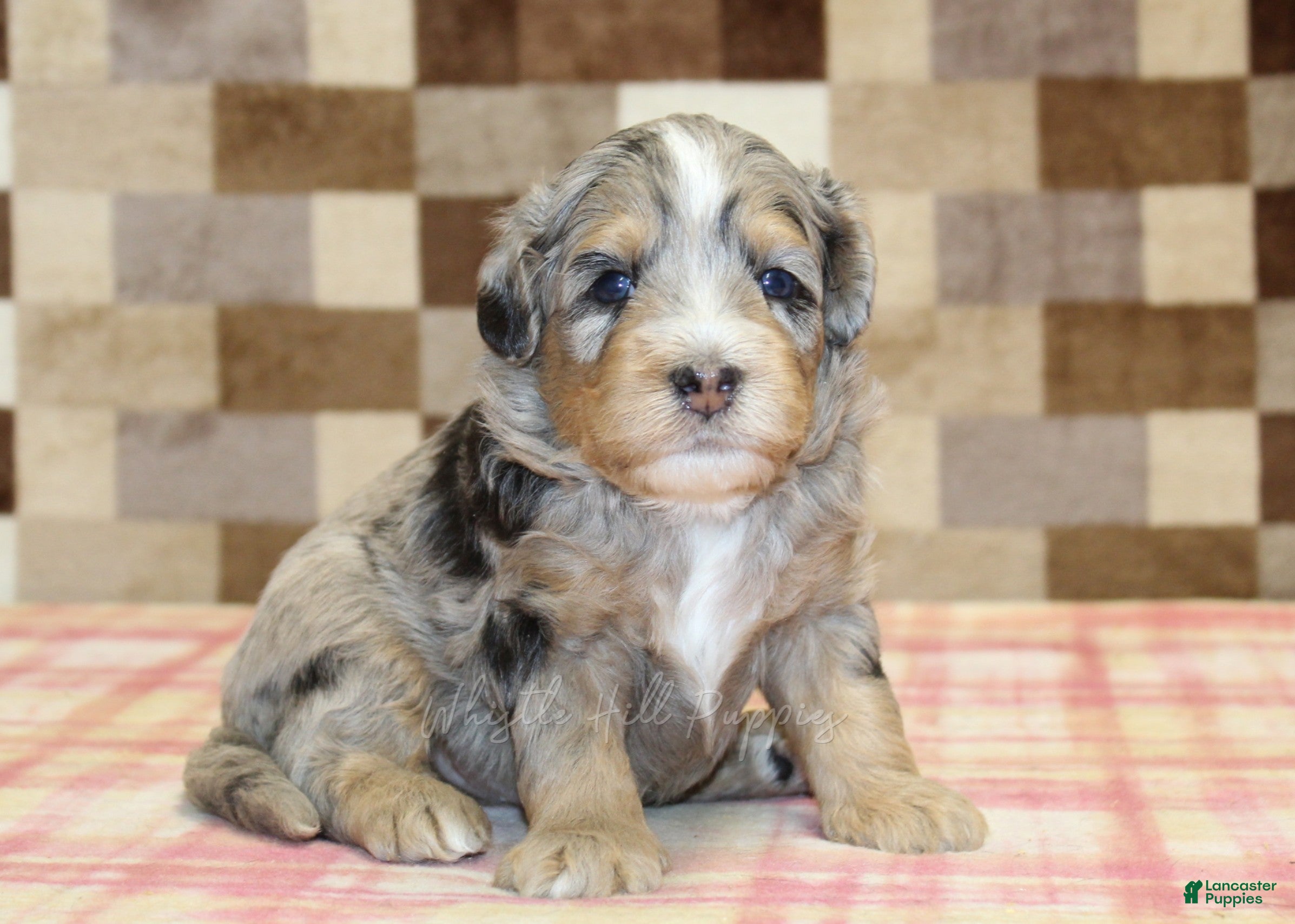 Mini Bernedoodle dogs for sale: Ned - Ad 1