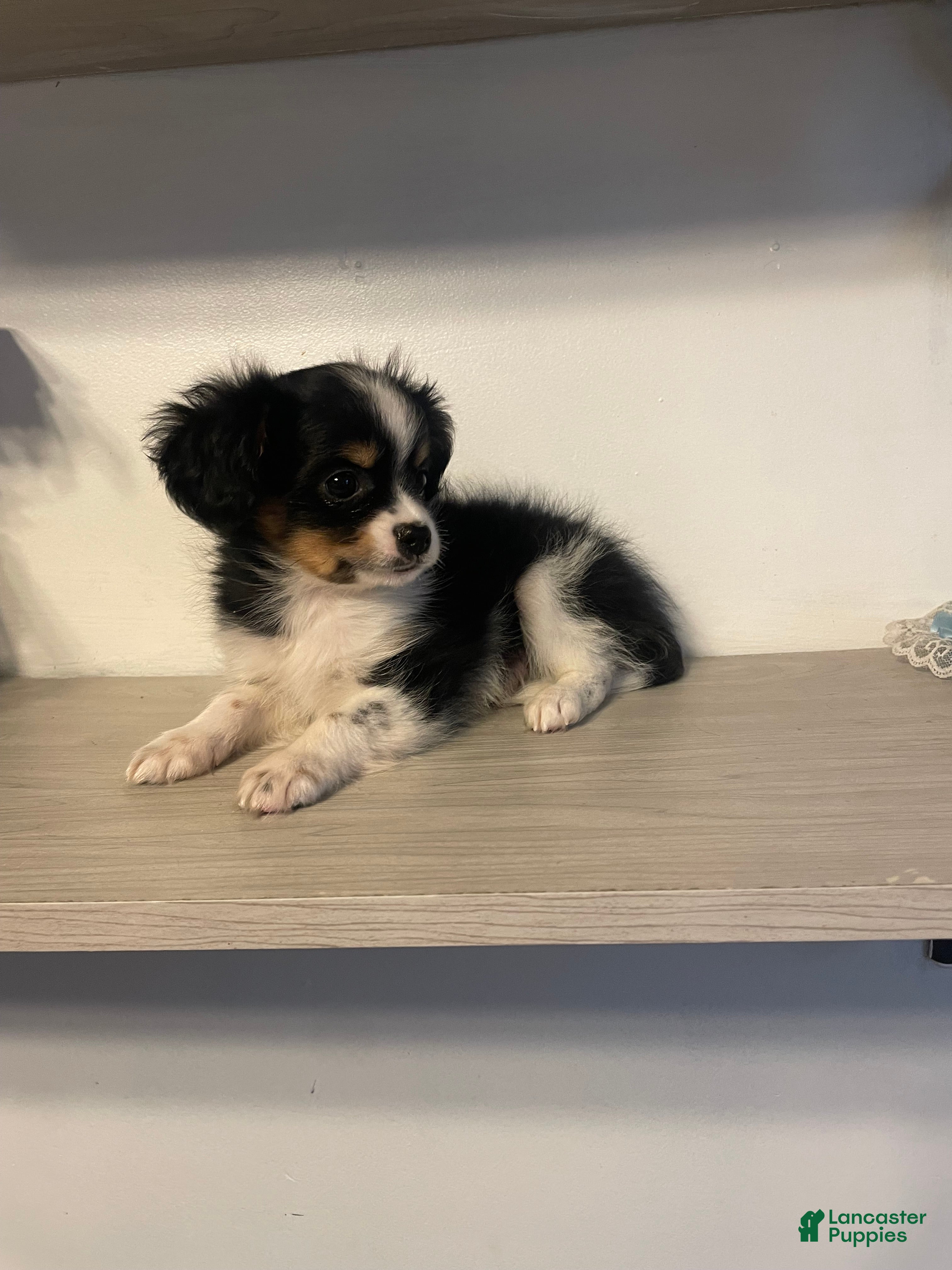 Chihuahua dogs Poppy - Ad 1