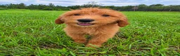 Goldendoodle dogs for sale: Daisy - Ad 1