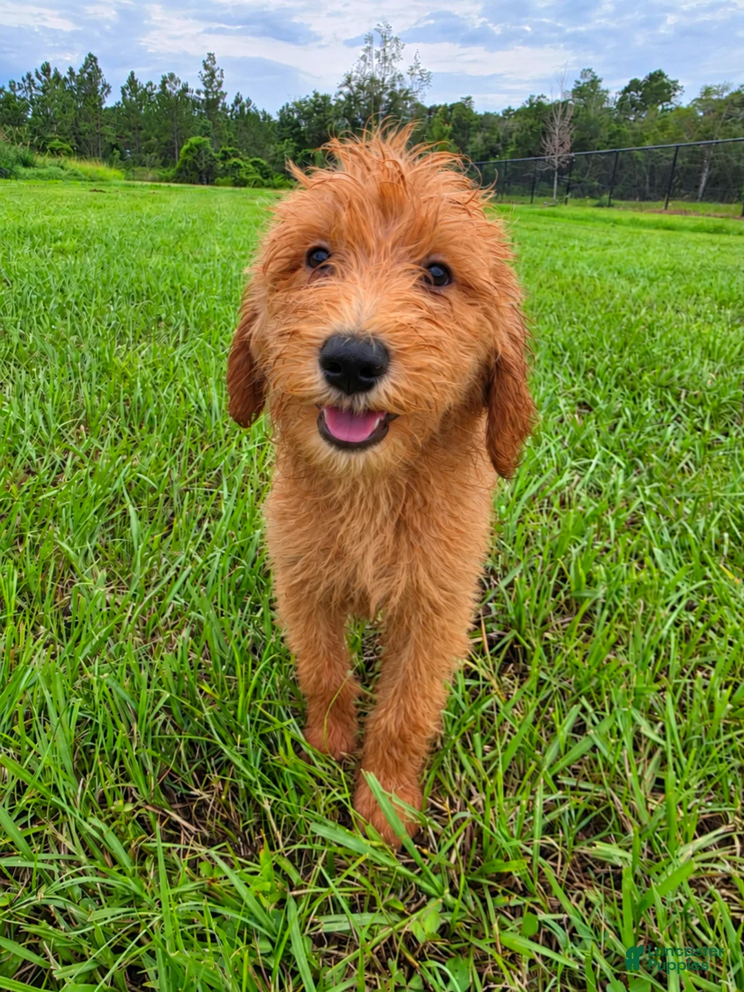 Goldendoodle dogs for sale: Daisy - Ad 1