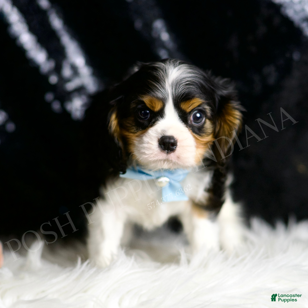 Cavalier King Charles Spaniel dogs Wrigley - Ad 37