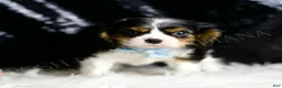 Cavalier King Charles Spaniel dogs for sale: Wrigley - Ad 1