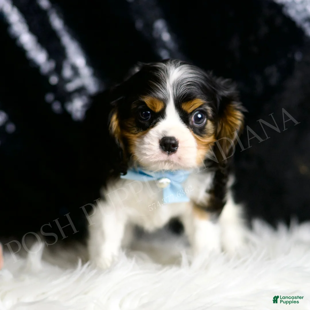 Cavalier King Charles Spaniel dogs for sale: Wrigley - Ad 1
