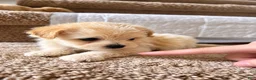 Maltipoo dogs for sale: Meet Coco — Adorable Maltipoo Puppy - Ad 12