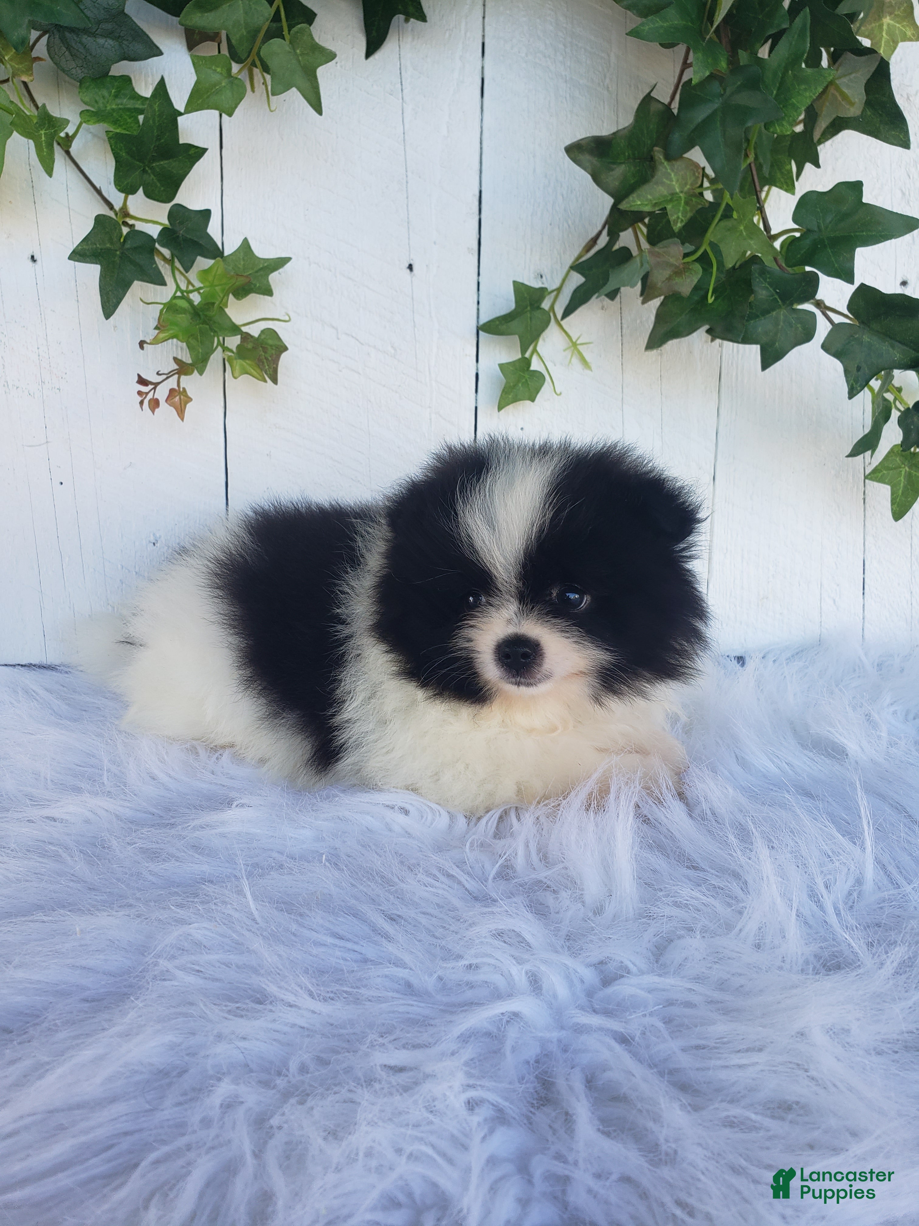 Pomeranian dogs Willa  - Ad 2