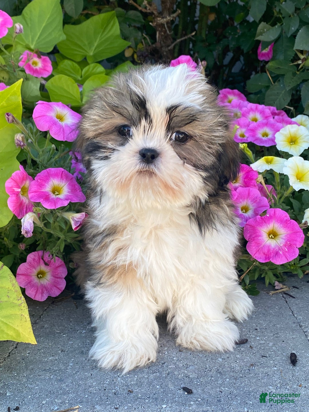 Shih Tzu dogs for sale: Saturn - Ad 3