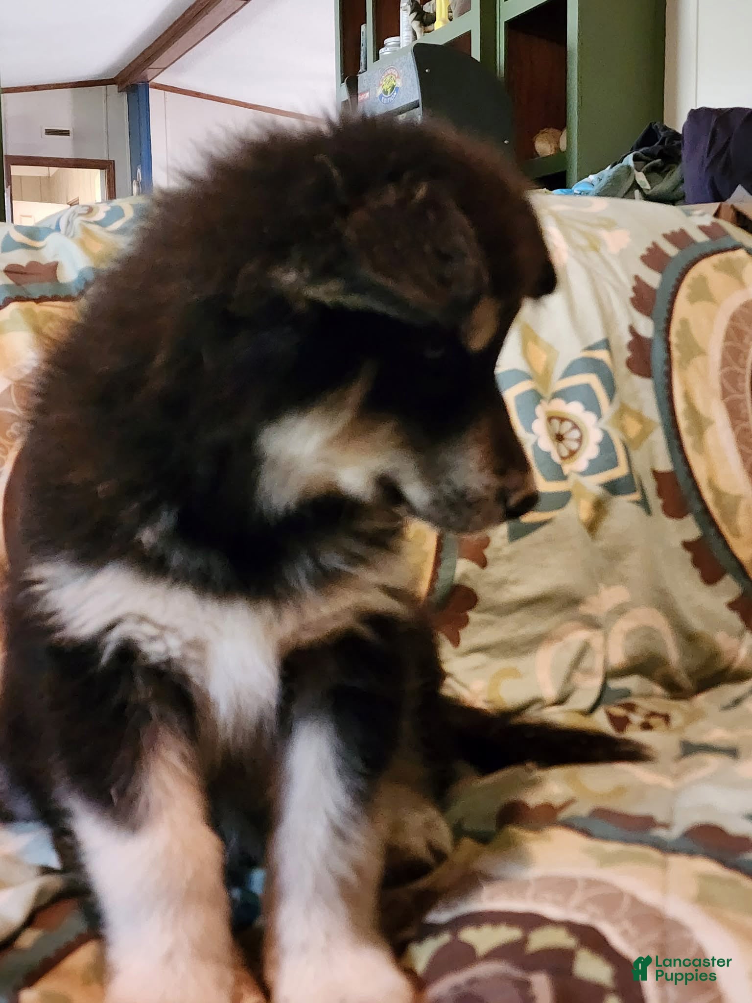 Alaskan Malamute dogs for sale: Alaskan Malamute Puppy 2 - Ad 1