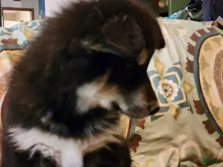 Alaskan Malamute dogs for sale: Alaskan Malamute Puppy 2 - Ad 1