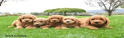 Mini Goldendoodle dogs for sale: Cash - Ad 5