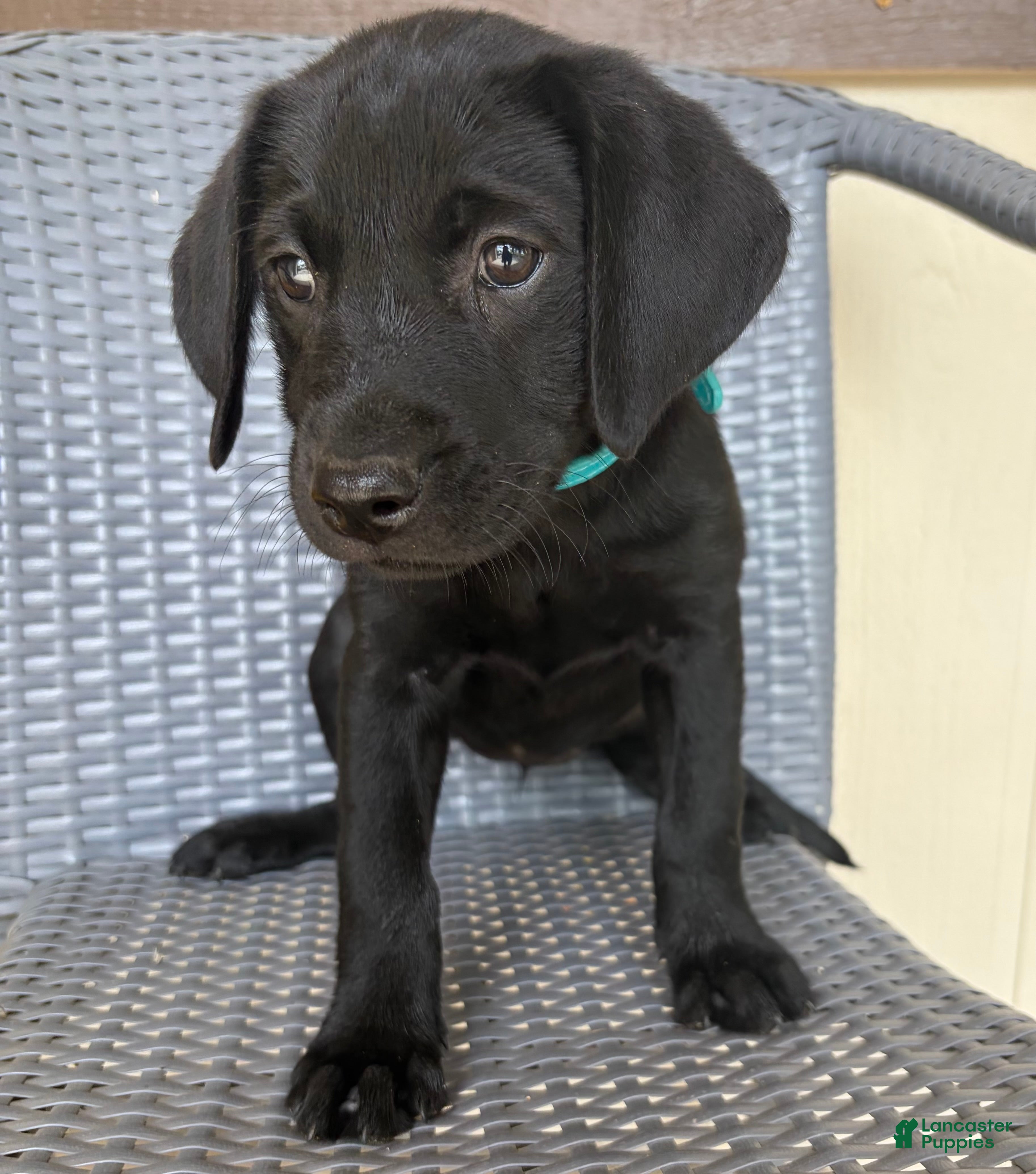 Labrador Retriever dogs Labrador Retriever 8 - Ad 11