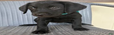 Labrador Retriever 8