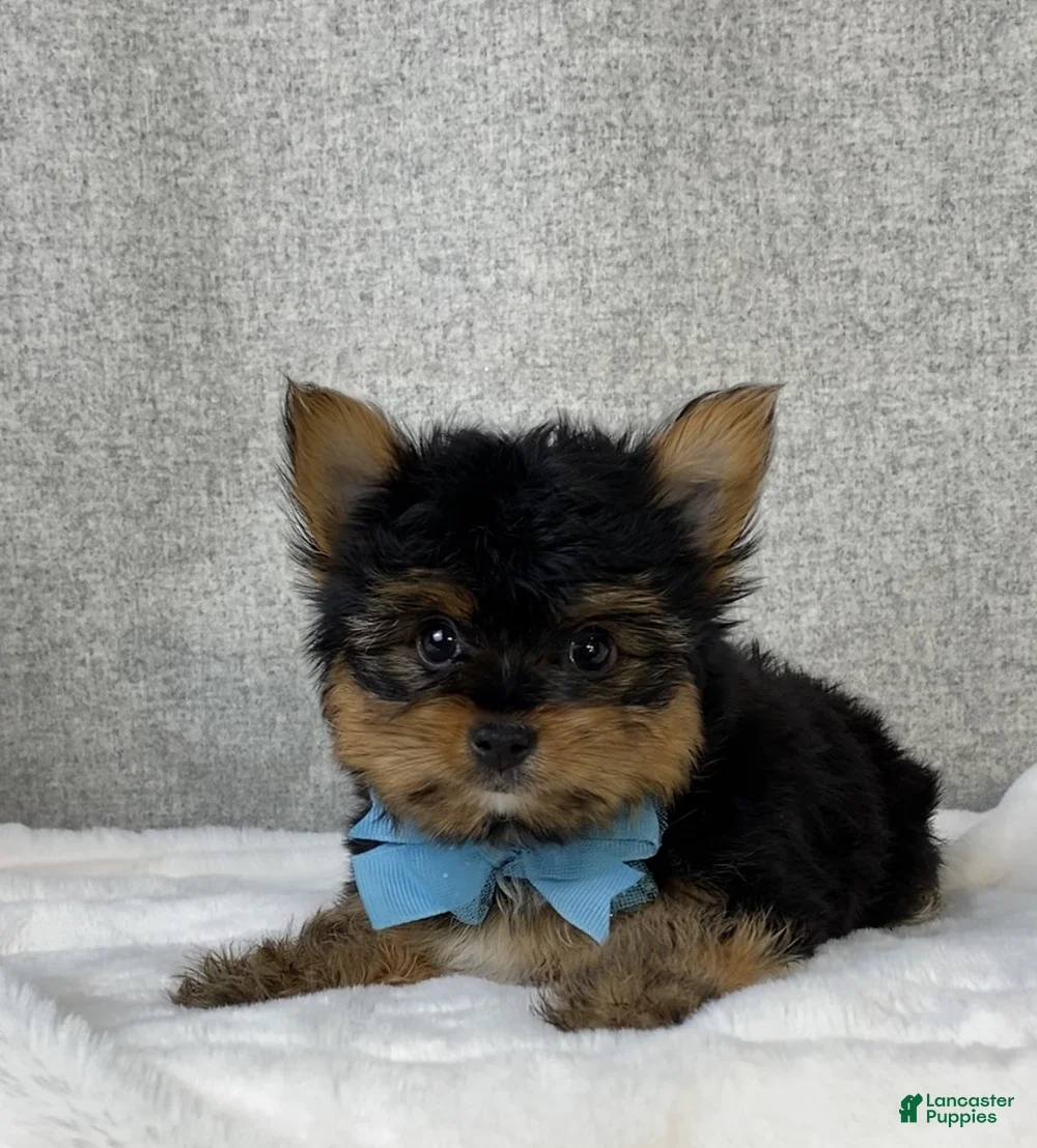 Yorkshire Terrier dogs Chico - Ad 2
