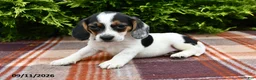 Beagle dogs for sale: Braden - Ad 4